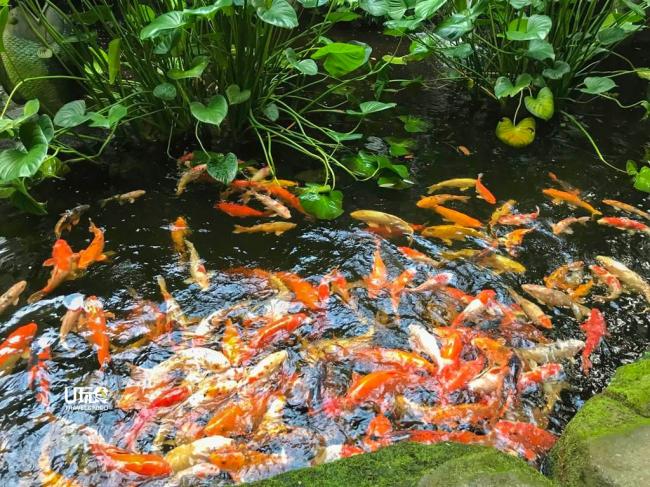 游客可以购买饲料，喂养鲤鱼池内的鲤鱼。