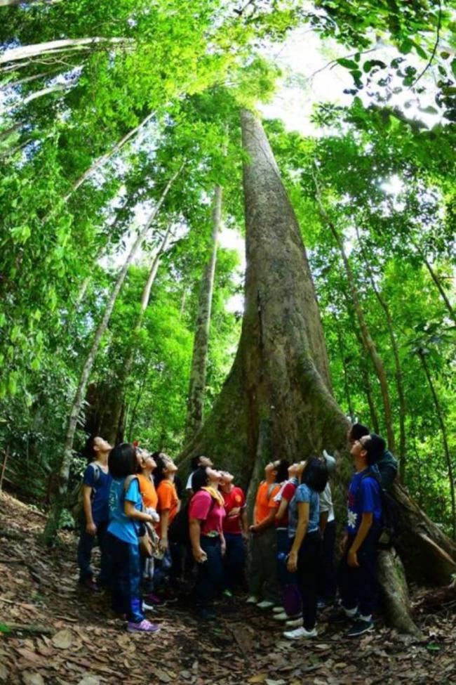旅客通常会去拜访世界最高的热带雨林树，该树高88.52米，旅客可以通过离公园入口处不远的登山道抵达。