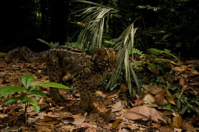斗湖山公园也是婆罗洲最大的猫科动物——云豹出没和繁殖的家园。