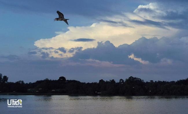每当天色暗沉后，在数十公里外觅食的白鹭，都会纷纷飞返安顺霹雳河的「蓝天岛」栖息。