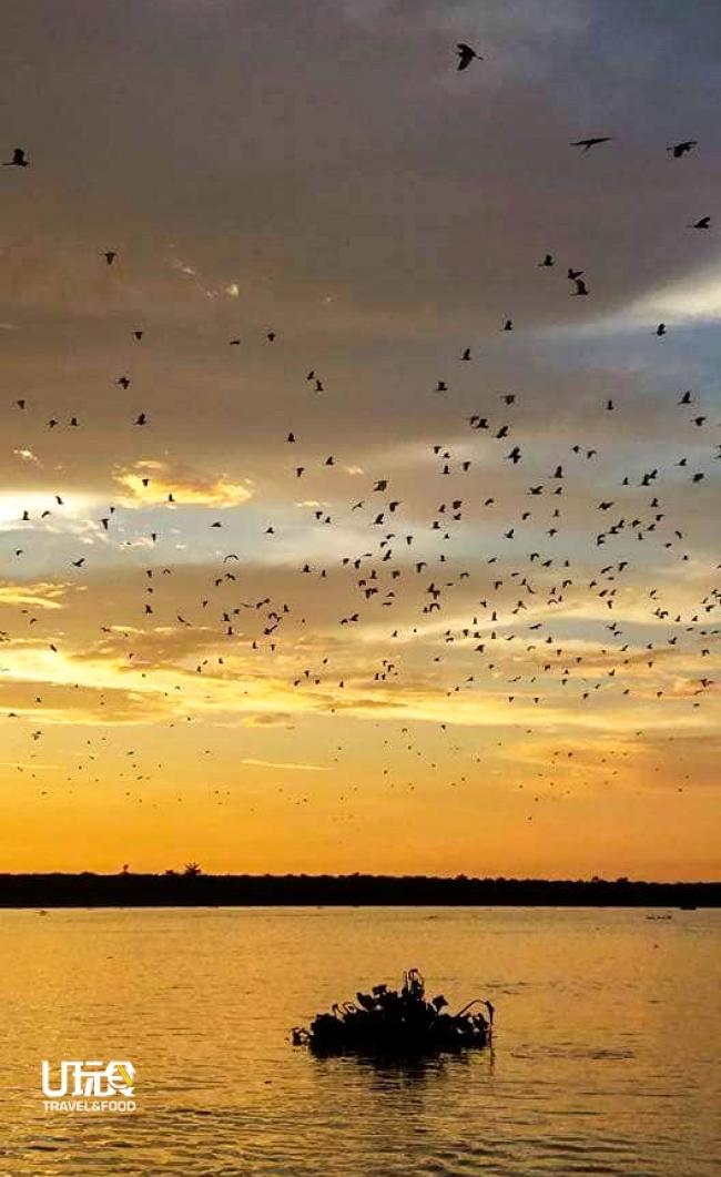 从不同方向结伴飞返蓝天岛的白鹭，估计有数万只，壮观非凡。