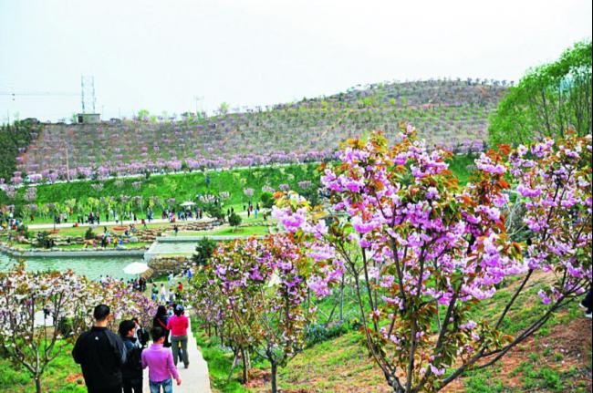 每到春暖花开时，玉泉山城郊森林公园内的樱花及梅花朵朵开，吸引百万访客朝圣。