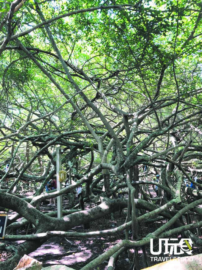 据悉这里有着一颗160年树龄的古树，这颗树占地2700平方公尺，被认为是越南遗产之一。