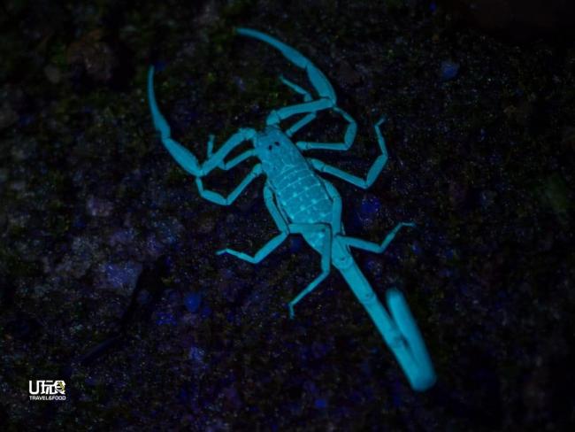 夜间探险也发现了长尾蝎子(Long-tailed scorpion)，其具有毒性，随行者只能眼看手不动。