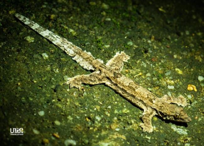 红棕叶趾虎(Marbled Gecko)是一种稀有的大壁虎，他们多数是栖息在树洞里，惟槟城升旗山上独有。