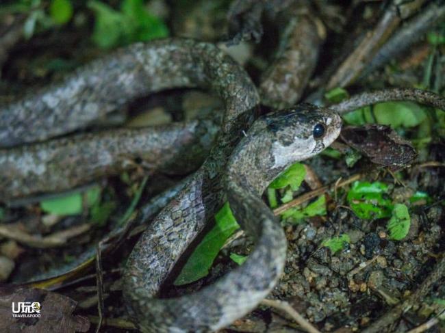 霸王蛇 (Blunt headed slug snakeAplopeltura Boa）不具攻击性，一般生长在东南亚热带雨林中，是一种小型无毒的蛇。