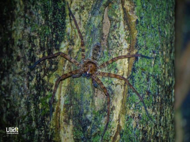 猎人蜘蛛(Hunstsman Spider)是一种体型较大的蜘蛛，它们的8只脚细长，行踪隐秘，不易发现。