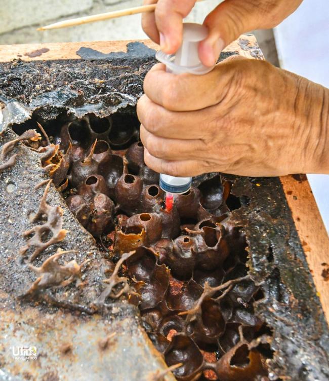 业者会带领房客参观蜂巢，并一尝纯蜜的真正滋味。