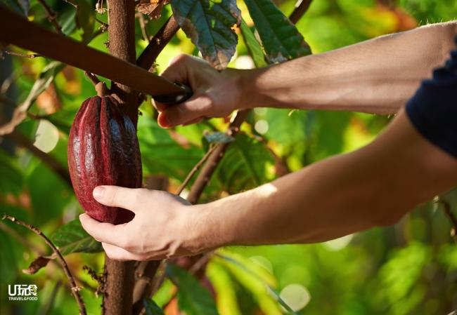 可可果与一般农作物不同，因其果实长在树干上，只能以人手采摘。