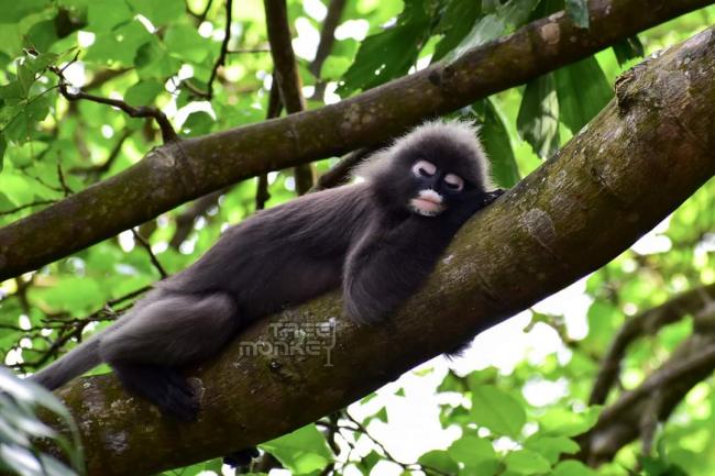 全身灰色的黑叶猴(Dusky Leaf Monkey）可能会出现在餐厅树上，和食客作伴，让食客欣赏它们可爱逗趣的模样。 （图片取自网络
