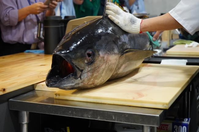 上图为活动当天一早从日本空运而来的黄鳍金枪鱼，重量约250公斤。