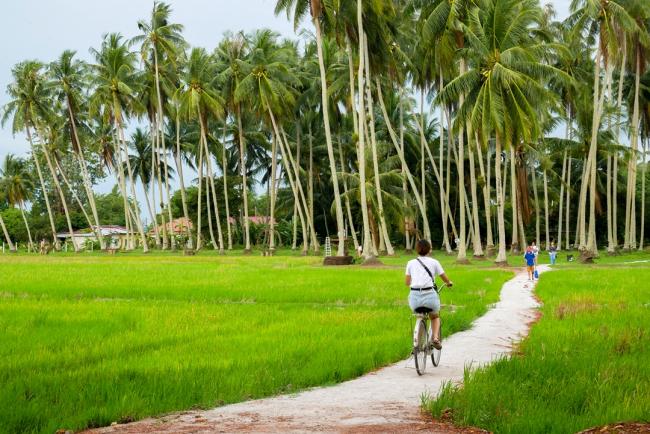 骑着旧时脚车穿梭在稻田间的小径，若加上传统马来服装，会给人家错觉，宛如回到50年代的马来甘榜。