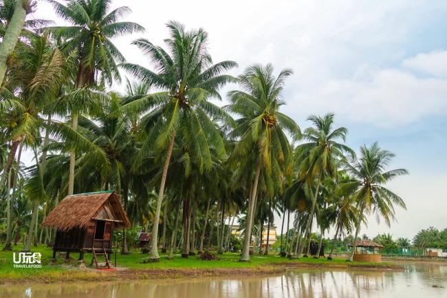 椰林与稻田紧紧相依，园主还特地修建早期马来式高脚谷仓，若配上一大片绿油油的稻田，简直是完美的景色。