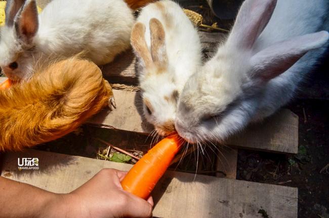 可爱的兔子们忙着啃红萝卜。