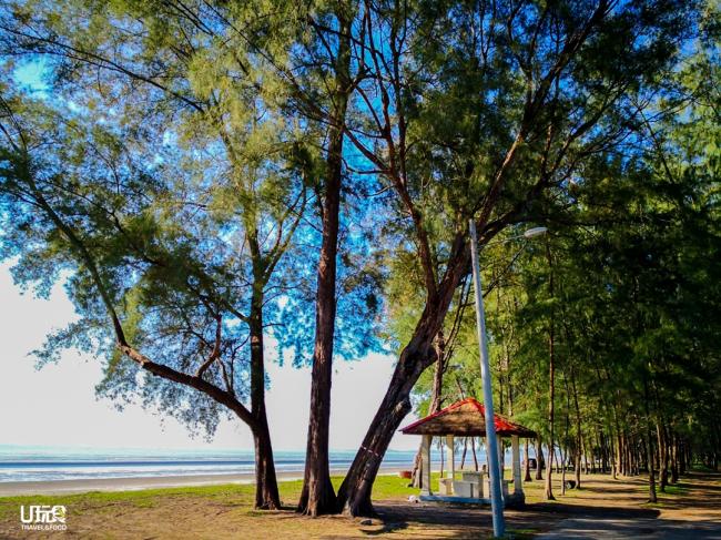杰逊湾海滩旁的针叶林美景，充满意境，绝对是适合打卡的好去处。