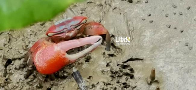 在长满红树林的沼泽地，常有红色的招潮蟹。
