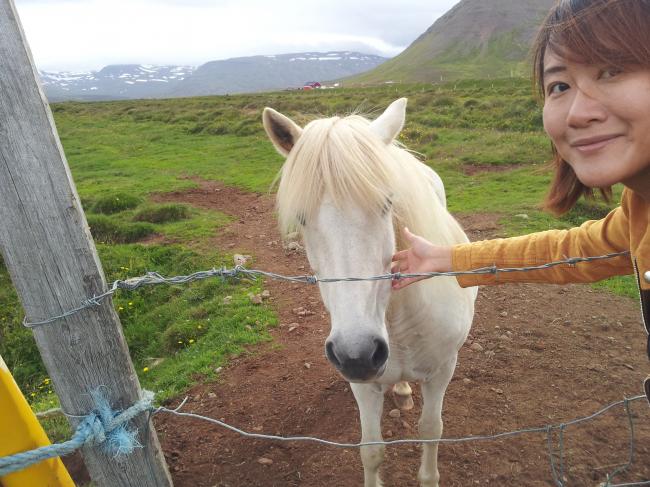 在冰岛马场附近散步时偶然邂逅了帅气的「白马王子」！