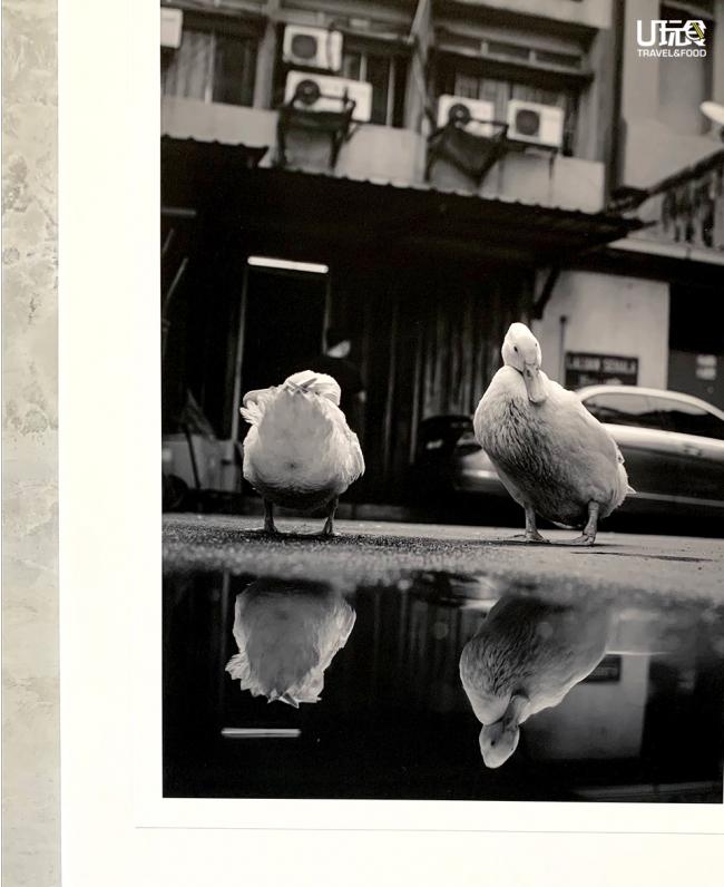 图为摄自Mohammad Nor Khair的《Dupliquack!》，他将带有重复之意的「Duplicate」结合鸭子拟声词「Quack」命名，以轻松有趣的字眼表达其作品。
