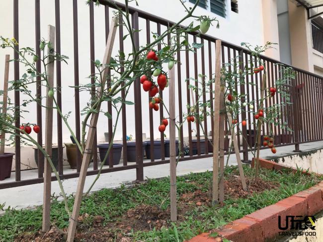 在成功以番茄内的种子种出番茄后，陈如卿也开始购入新的番茄种子。她说，以种子种出来的番茄产量会比直接从果实里取出种子的果树来得多。