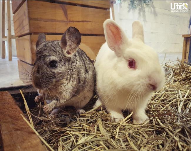 温驯可爱的小动物往往最受小孩欢迎。图为外表相似的龙猫（左）及兔子。