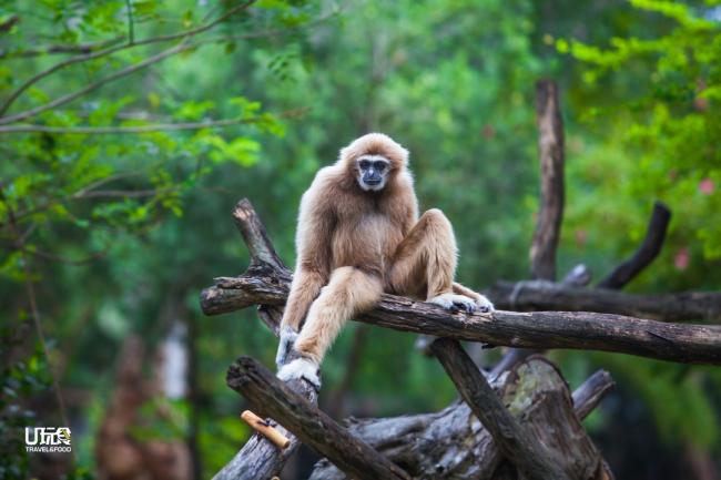 班底森林保护区有长臂猿的踪影。