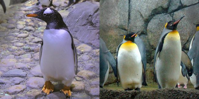 左为巴布亚企鹅（Pygoscelis papua），右为国王企鹅（Aptenodytes patagonicus），二者分别是第三及第二大的企鹅。最大的企鹅为皇帝企鹅（Aptenodytes forsteri）。