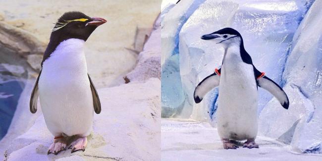 左为凤头黄眉企鹅（Eudyptes chrysocome），擅长跳跃；右为新加入的颏带企鹅（Pygoscelis antarcticus），下颚下方有一条细细的黑色羽毛，从脸颊延伸到脸颊。
