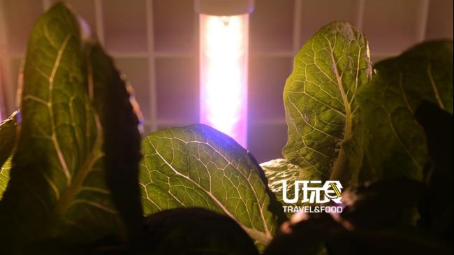 水培蔬菜种植室内采用含有光子（photon）的窄谱灯（narrow spectrum），可促进和自然光照同等的光合作用。