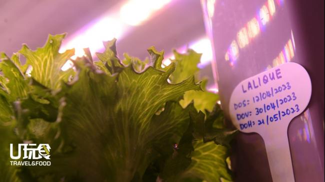 De Lettuce B.E.A.R严格而细致地记录了其有机蔬菜的种植周期。