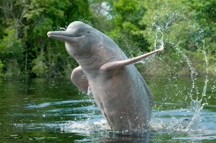 生长在澹水的亚马逊粉红海豚，最常出现在雨后，可我们的3天漂流天气好得很。-图：WWF