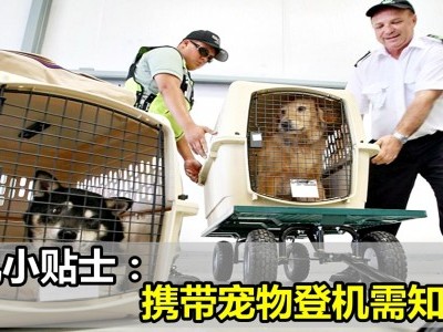 乘机小贴士：携带宠物登机需知