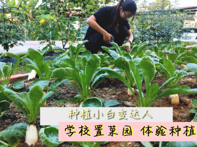 种植小白变达人 学校置菜园 体验种植乐