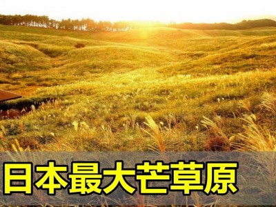 [日本] 日本最大芒草原