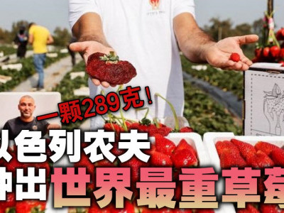 一颗289克！以色列农夫种出世界最重草莓