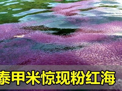 [泰国] 甲米惊现粉红海