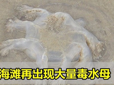 [泰国] 巴蜀海滩毒水母来袭