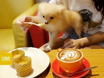 [双溪尼蒙] 和狗狗一起吃下午茶的咖啡馆