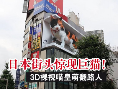日本街头惊现巨猫！3D喵皇萌翻路人