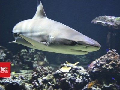 [泰国] 甲米浅海 惊现黑鳍鲨群觅食