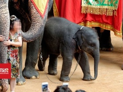 [泰国] 旅游骑大象 动保团体劝游客三思