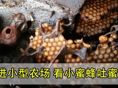 [槟城] 采草莓看蜜蜂取蜜 亲近大自然
