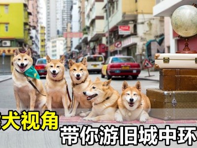 [香港] 柴犬带你游旧城中环