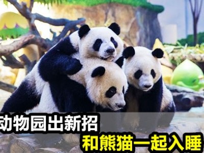[中国] 动物园推新招 游客夜宿熊猫馆