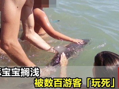 [西班牙] 无知游客害死小海豚 保育组织怒轰自私