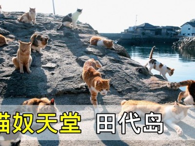 [日本-田代岛] 猫比人多的岛屿