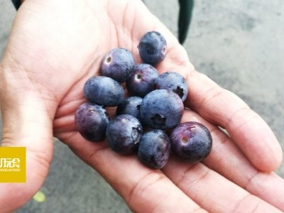 [新竹] 雪霸休闲农场盛产蓝莓