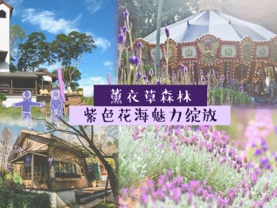 [台湾] 紫色花海魅力绽放——薰衣草森林