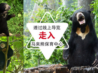 透過线上导览 走入马来熊保育中心