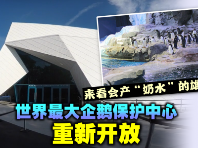 【美国】世界最大企鹅保护中心重新开放