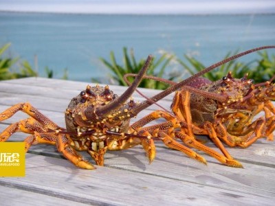 [纽西兰] 龙虾镇吃龙虾 捉鲍鱼